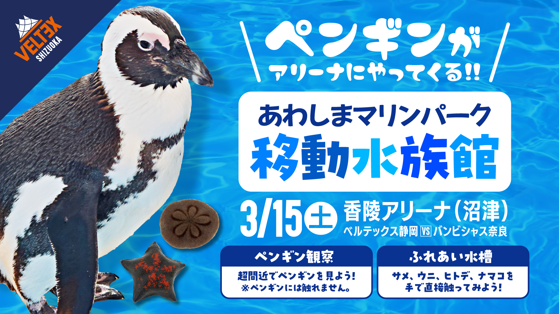 ペンギンがアリーナにやってくる！